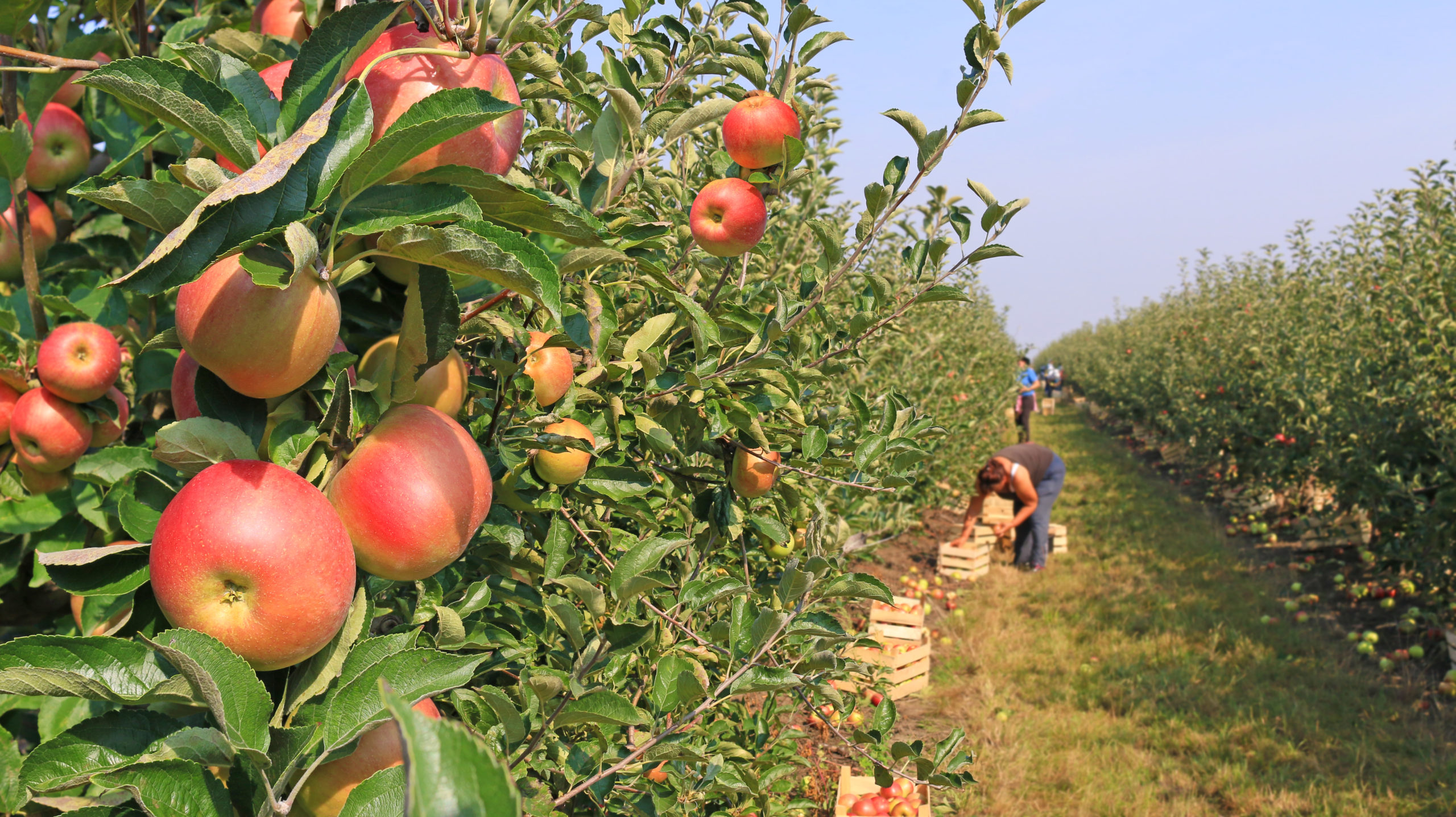 Apple picking in orchard.