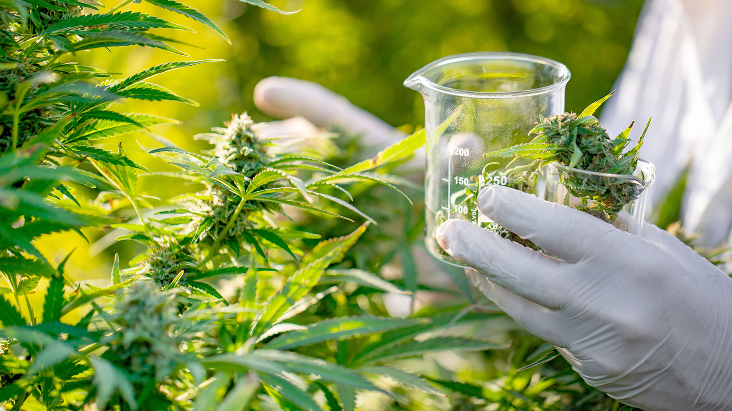 Gloved hands inspecting cannabis plants.